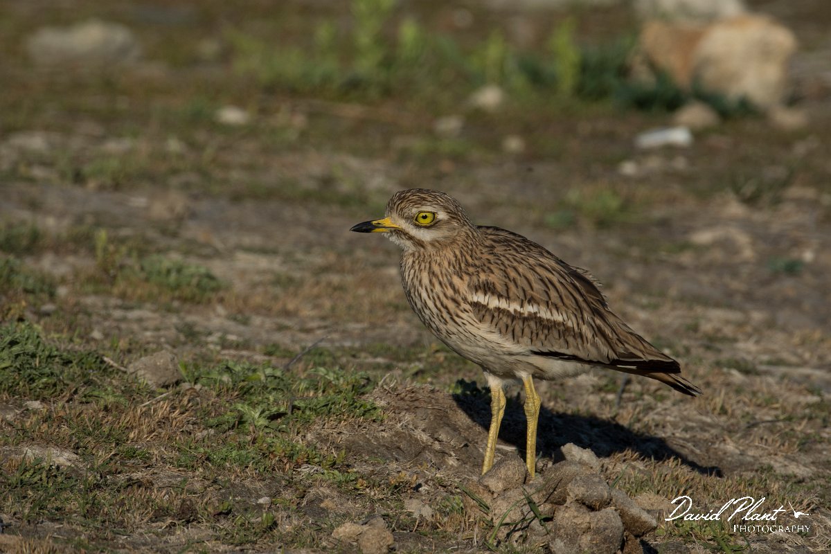 DPPhotography - Mallorca - Stone curlew - Q.jpg - Stone curlew - s'Albufera, Mallorca