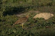DPPhotography - Mallorca - Stone curlew - A