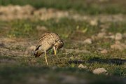 DPPhotography - Mallorca - Stone curlew - E