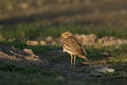 DPPhotography - Mallorca - Stone curlew - G