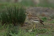 DPPhotography - Mallorca - Stone curlew - I