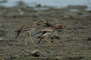 DPPhotography - Mallorca - Stone curlew - J
