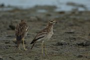 DPPhotography - Mallorca - Stone curlew - K