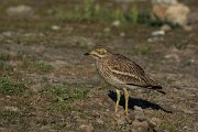 DPPhotography - Mallorca - Stone curlew - Q