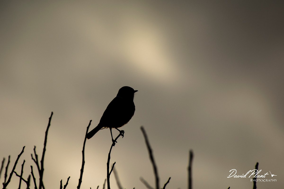 DPPhotography - Mallorca - Stonechat - B.jpg - Stonechat - Son Serra de Marina sand dunes, Mallorca
