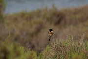 DPPhotography - Mallorca - Stonechat - A