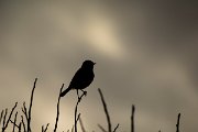 DPPhotography - Mallorca - Stonechat - B