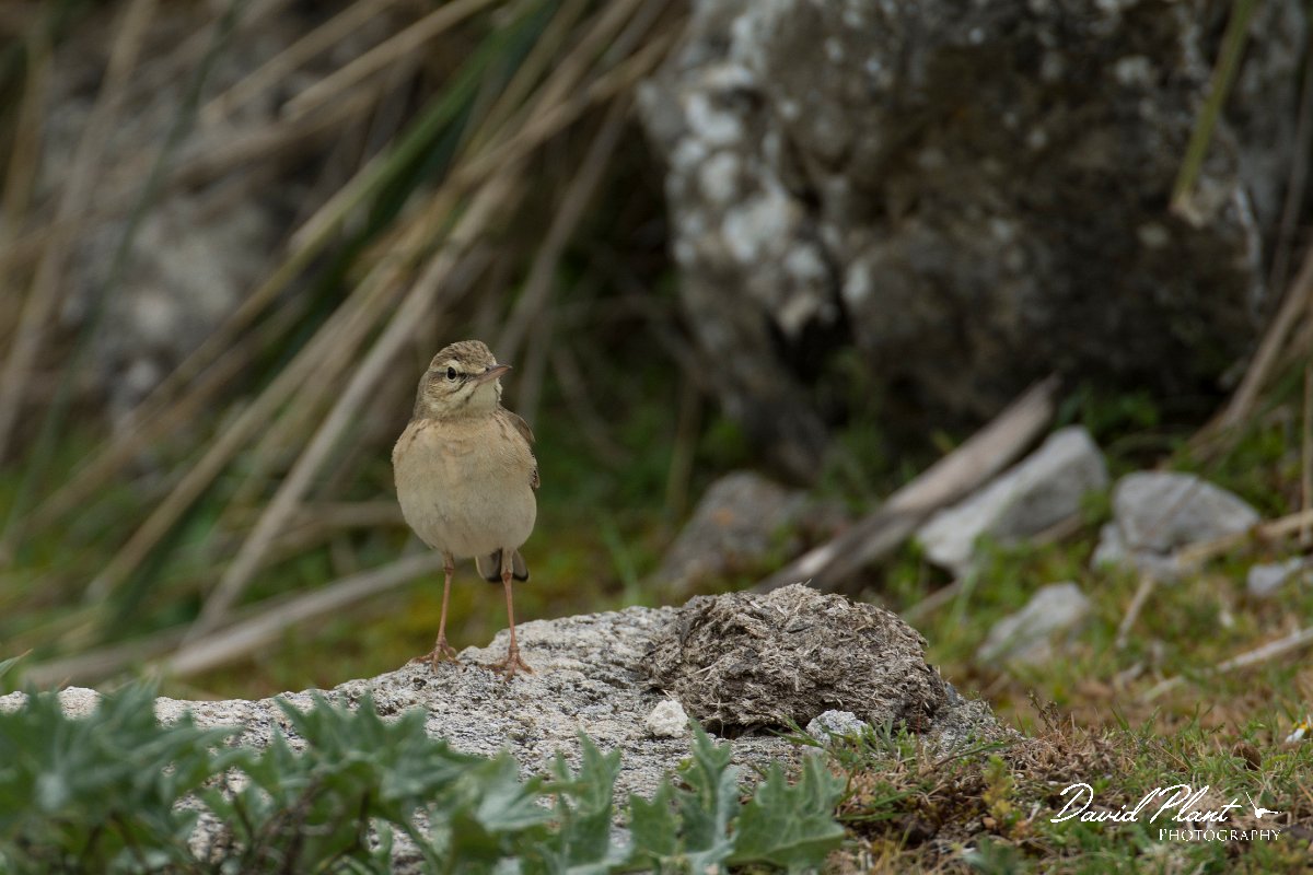 DPPhotography - Mallorca - Tawny pipit - A.jpg - Tawny pipit - Cuber Reservoir, Mallorca