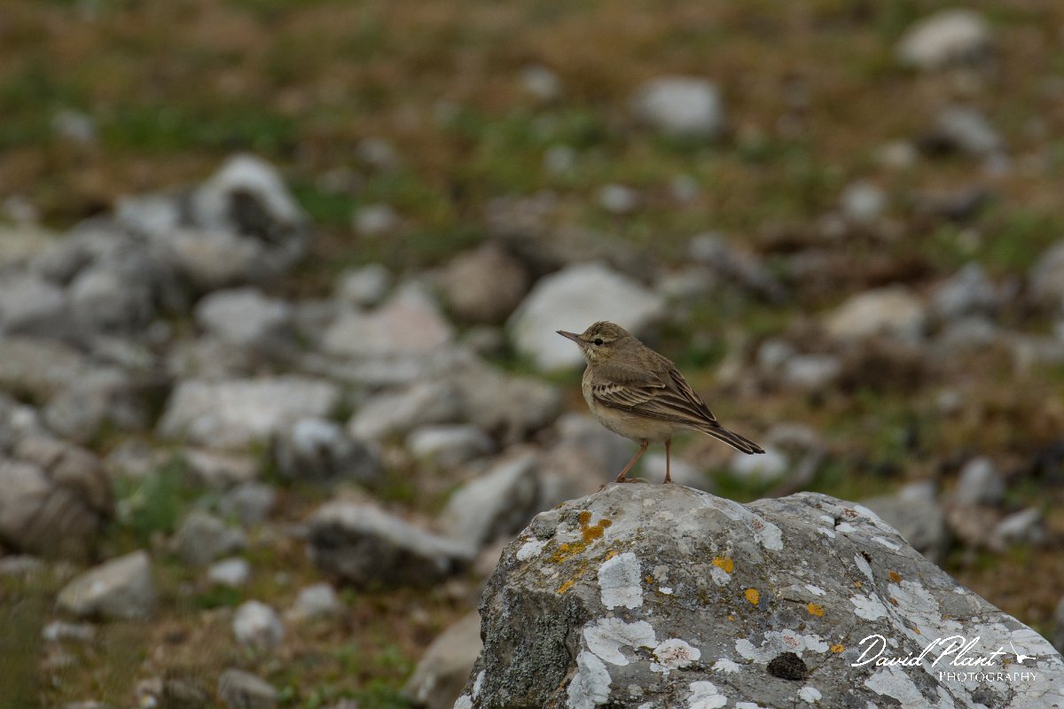 DPPhotography - Mallorca - Tawny pipit - D.jpg - Tawny pipit - Cuber Reservoir, Mallorca