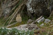 DPPhotography - Mallorca - Tawny pipit - A
