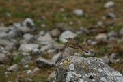 DPPhotography - Mallorca - Tawny pipit - D
