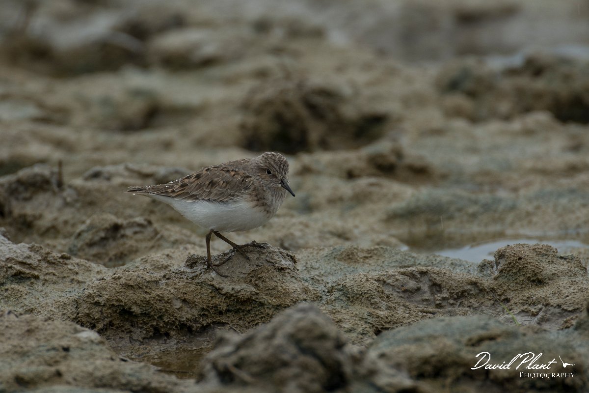 DPPhotography - Mallorca - Temminck's stint - A.jpg - Temminck's stint - s'Albufera, Mallorca