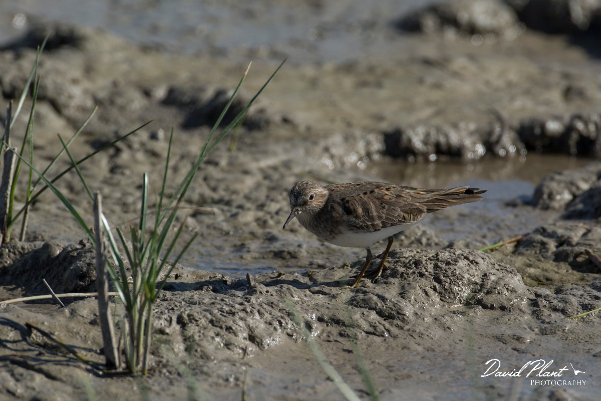 DPPhotography - Mallorca - Temminck's stint - C.jpg - Temminck's stint - s'Albufera, Mallorca