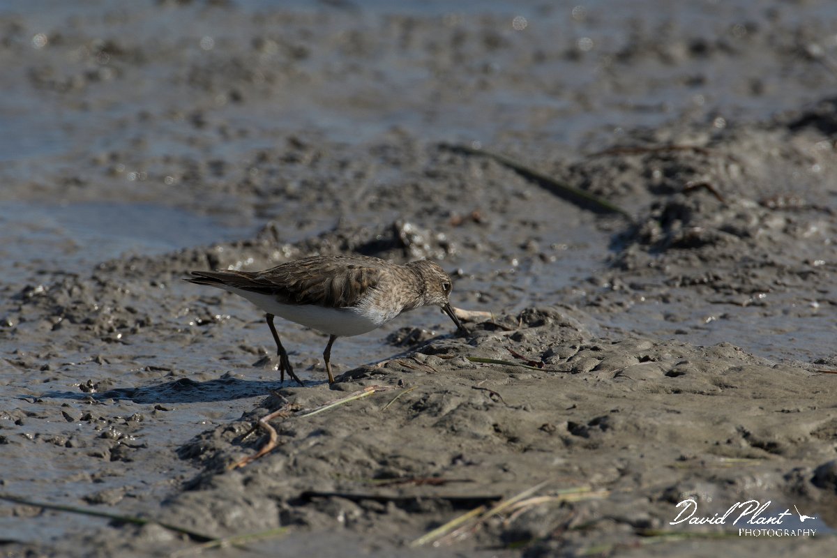 DPPhotography - Mallorca - Temminck's stint - D.jpg - Temminck's stint - s'Albufera, Mallorca