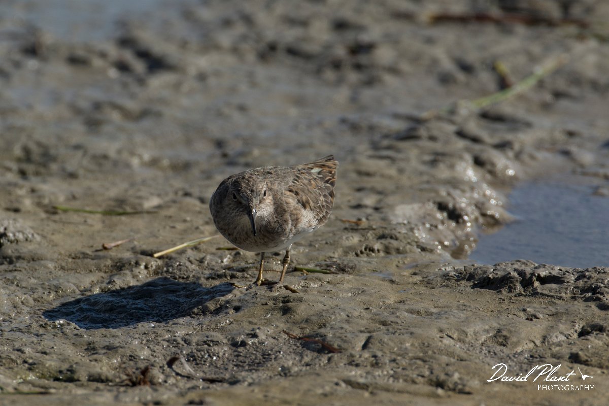 DPPhotography - Mallorca - Temminck's stint - E.jpg - Temminck's stint - s'Albufera, Mallorca