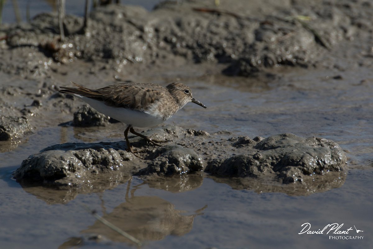 DPPhotography - Mallorca - Temminck's stint - H.jpg - Temminck's stint - s'Albufera, Mallorca