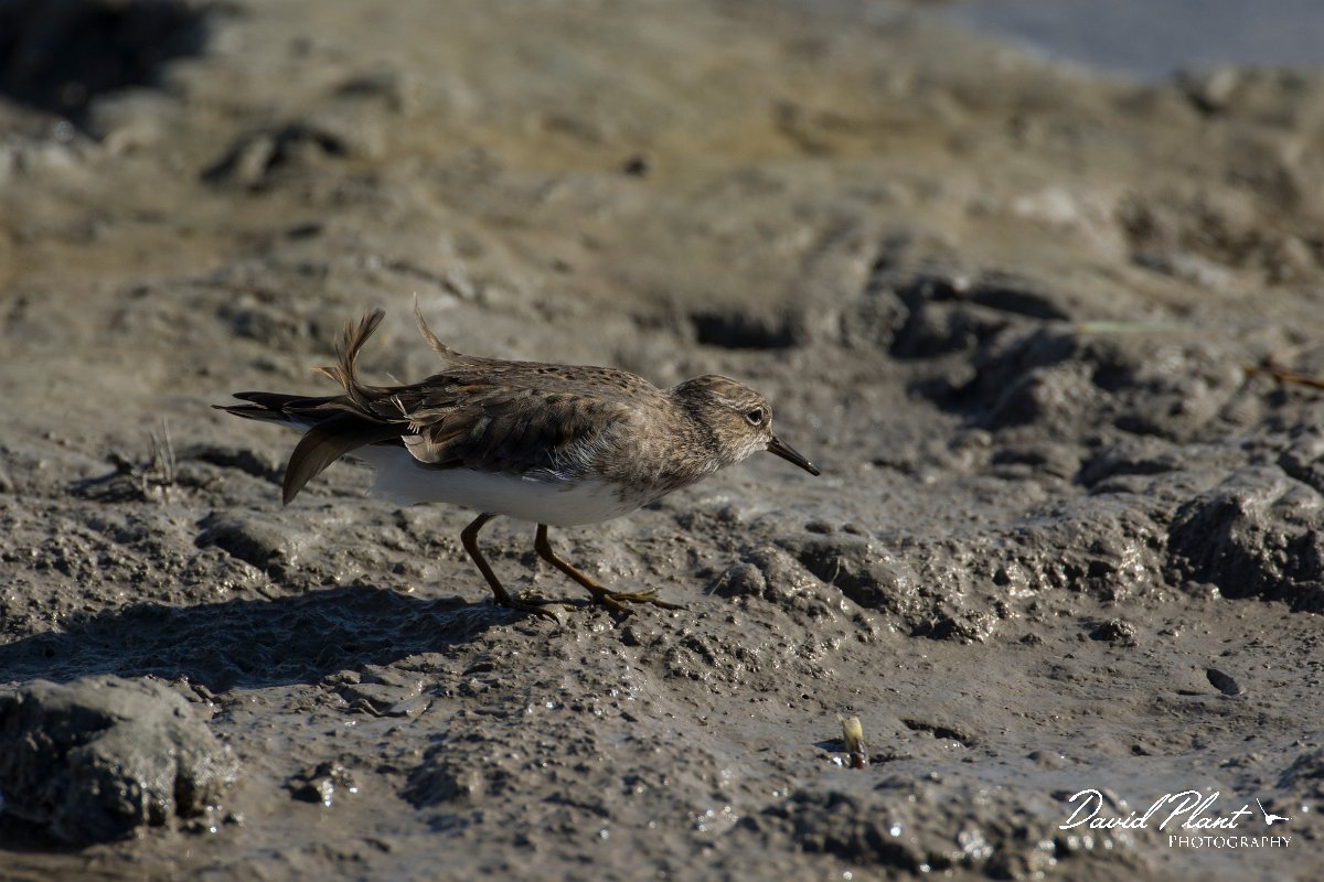 DPPhotography - Mallorca - Temminck's stint - I.jpg - Temminck's stint - s'Albufera, Mallorca