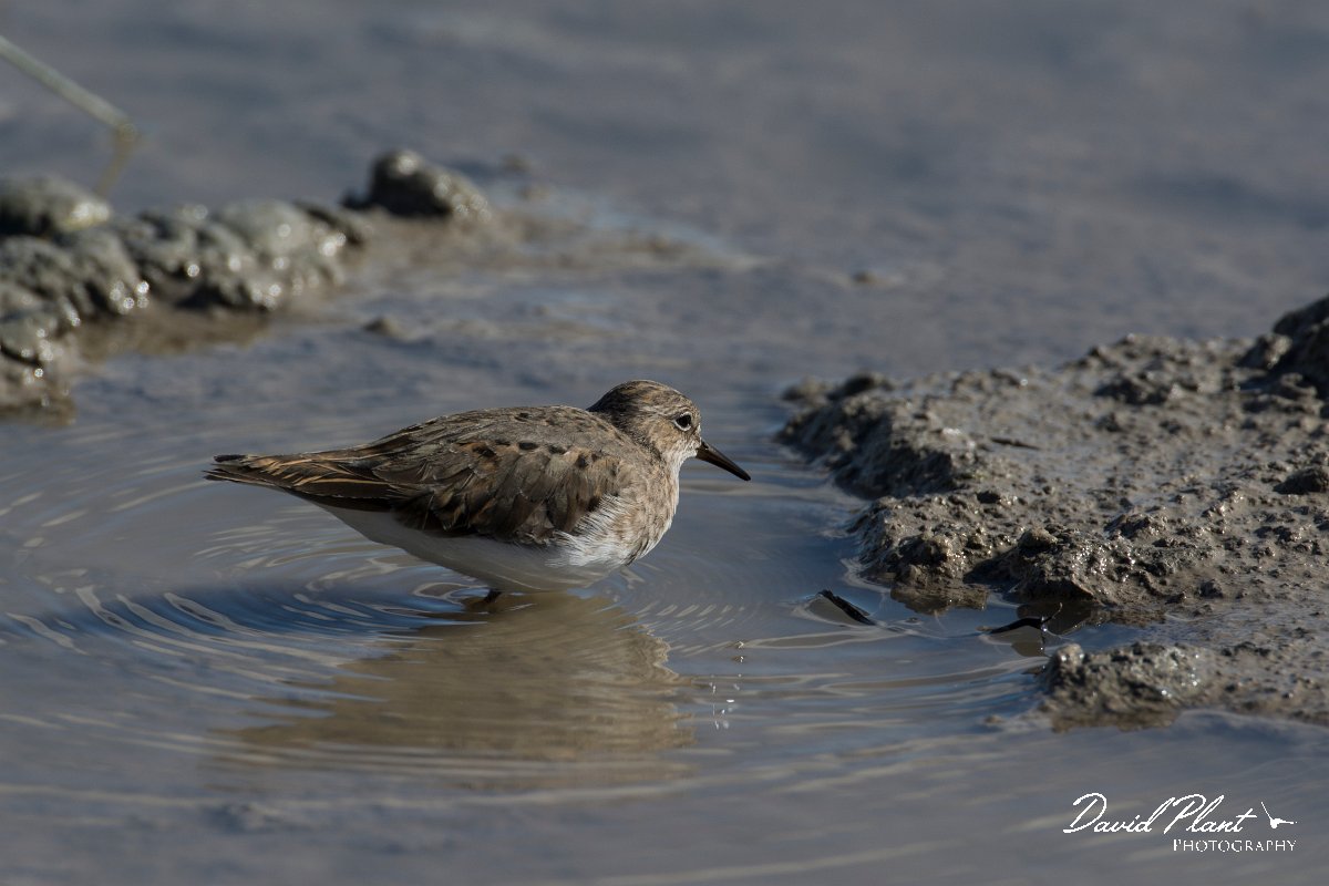 DPPhotography - Mallorca - Temminck's stint - J.jpg - Temminck's stint - s'Albufera, Mallorca