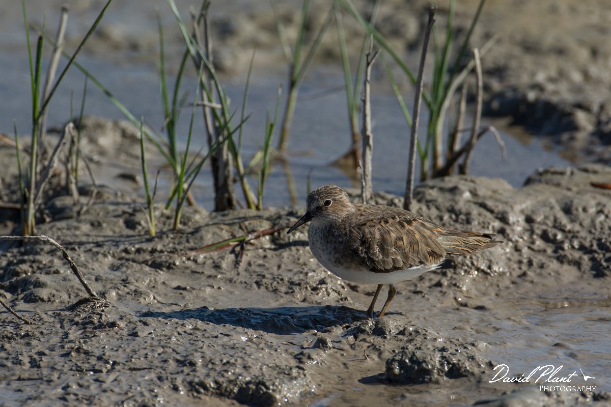 DPPhotography - Mallorca - Temminck's stint - L.jpg - Temminck's stint - s'Albufera, Mallorca