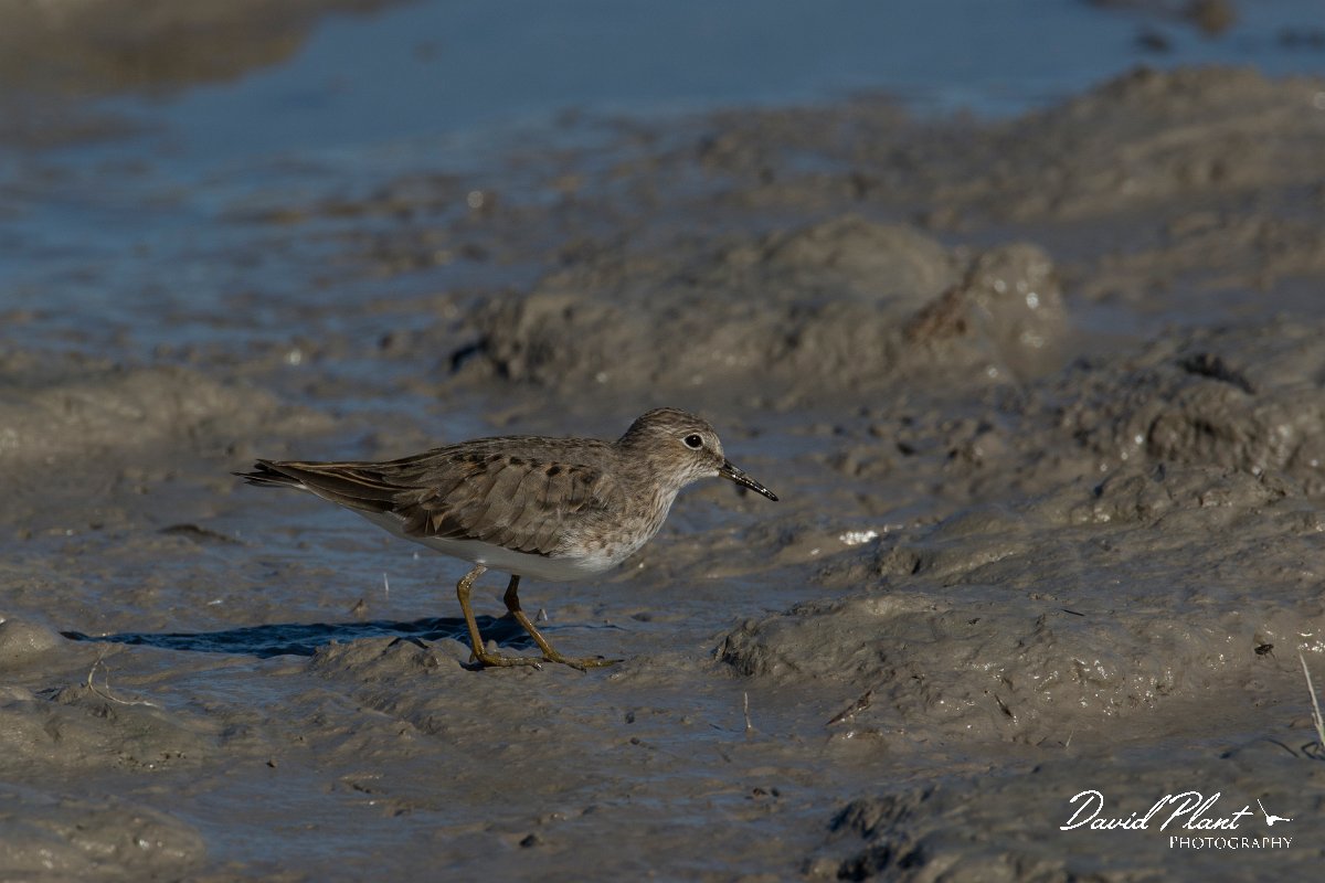 DPPhotography - Mallorca - Temminck's stint - O.jpg - Temminck's stint - s'Albufera, Mallorca