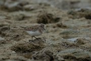 DPPhotography - Mallorca - Temminck's stint - A
