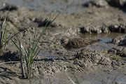 DPPhotography - Mallorca - Temminck's stint - C