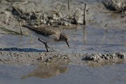 DPPhotography - Mallorca - Temminck's stint - G