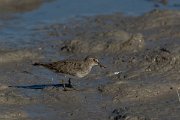 DPPhotography - Mallorca - Temminck's stint - O