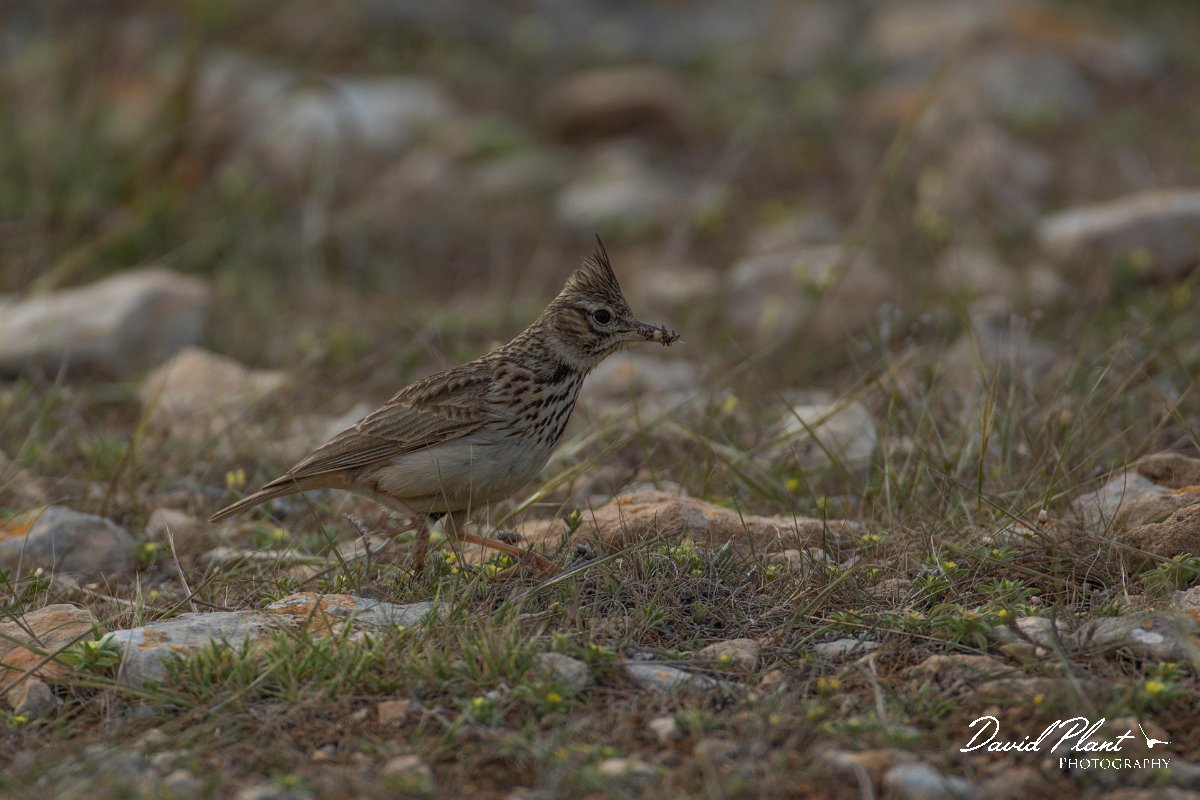 DPPhotography - Mallorca - Thekla lark - C.jpg - Thekla lark - Cap Blanc, Mallorca