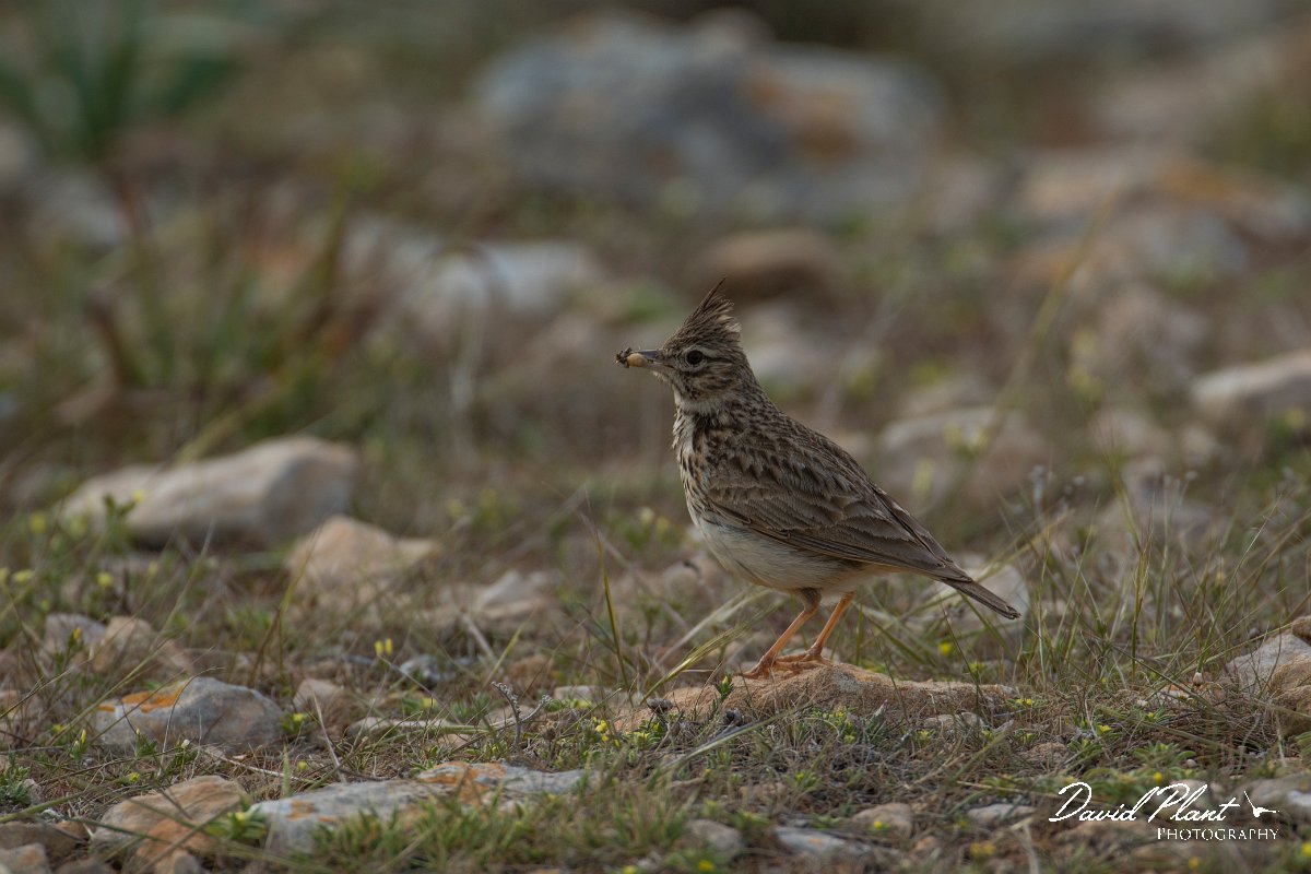 DPPhotography - Mallorca - Thekla lark - D.jpg - Thekla lark - Cap Blanc, Mallorca