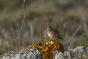 DPPhotography - Mallorca - Thekla lark - A