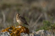 DPPhotography - Mallorca - Thekla lark - B