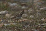 DPPhotography - Mallorca - Thekla lark - C