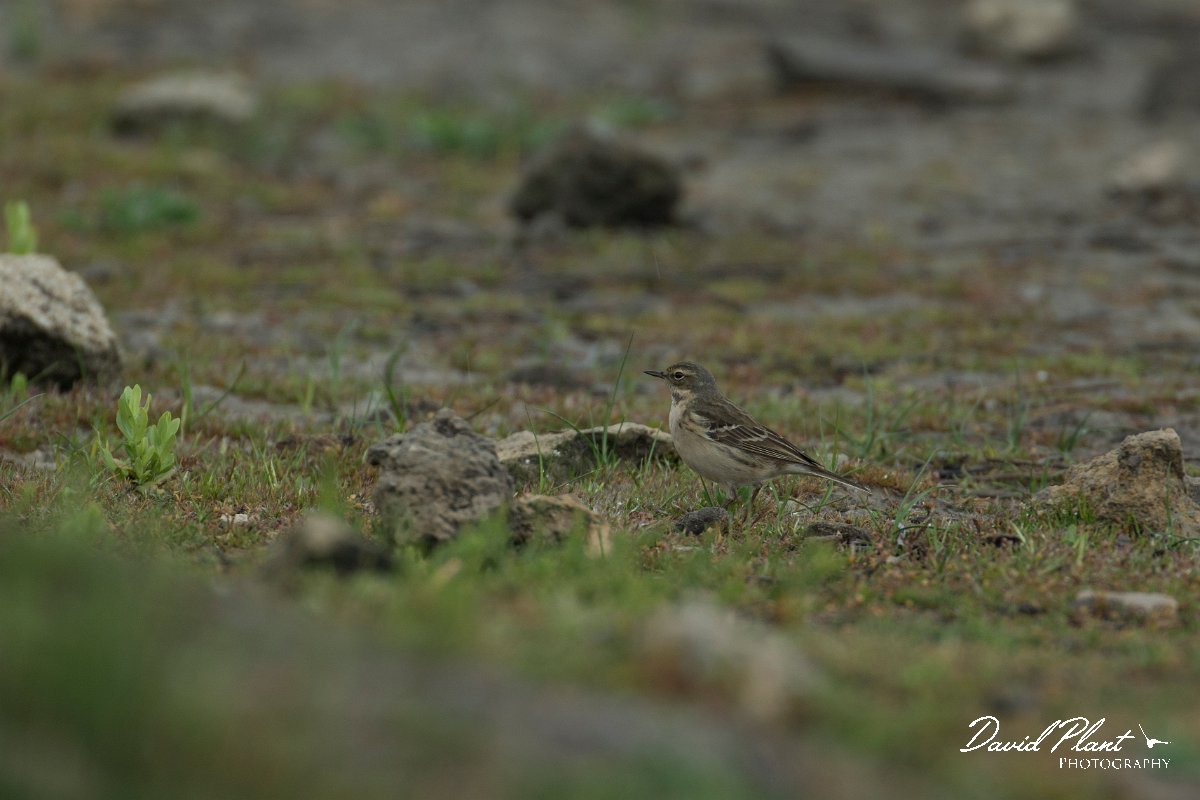 DPPhotography - Mallorca - Water pipit - A.jpg - Water pipit - s'Albufera, Mallorca