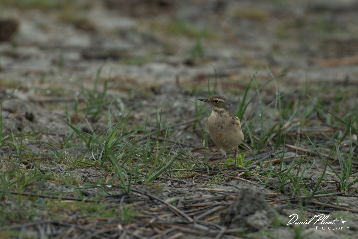 DPPhotography - Mallorca - Water pipit - B.jpg - Water pipit - s'Albufera, Mallorca