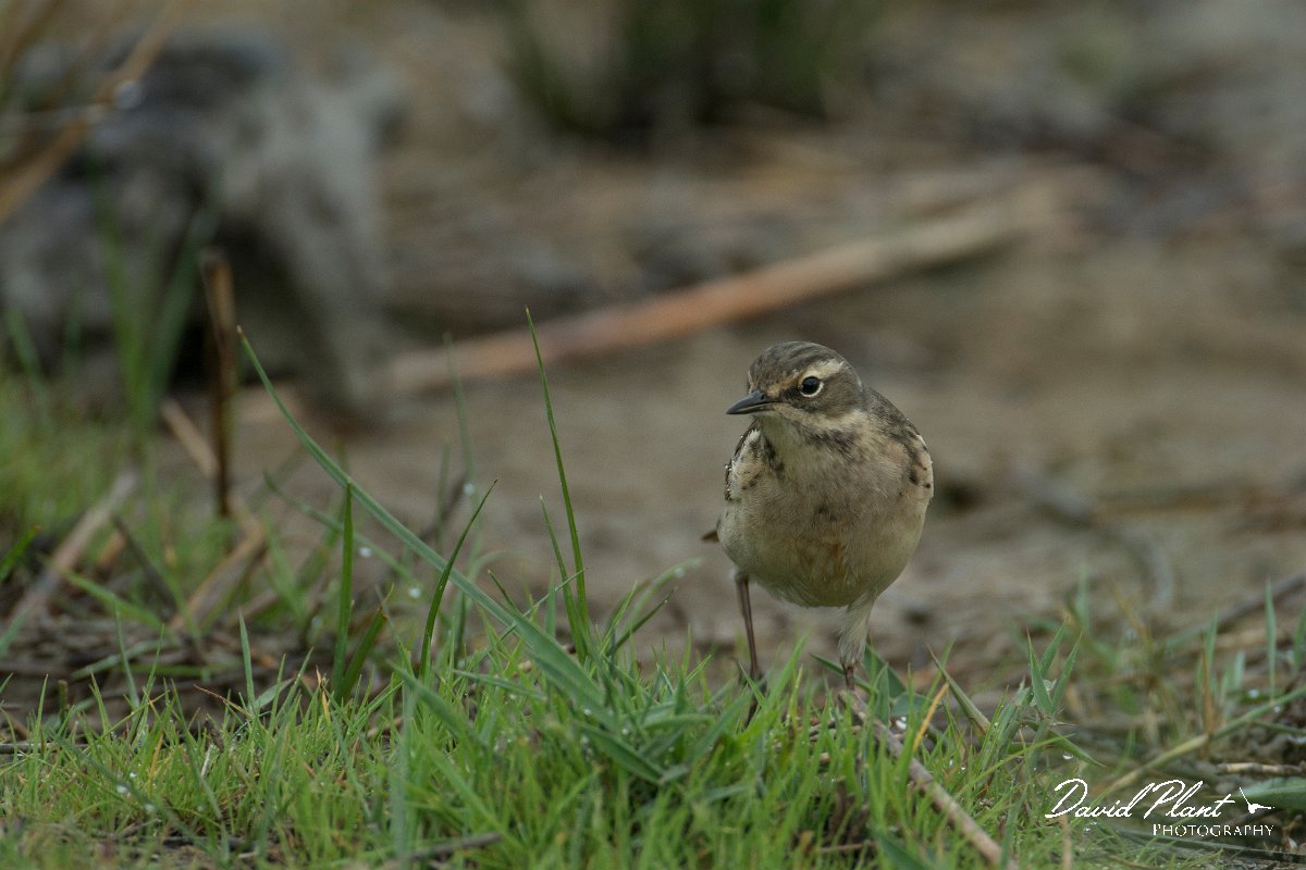 DPPhotography - Mallorca - Water pipit - E.jpg - Water pipit - s'Albufera, Mallorca