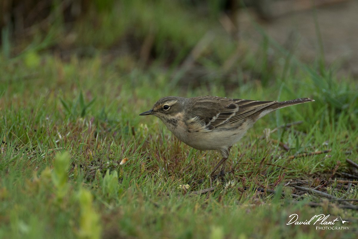 DPPhotography - Mallorca - Water pipit - G.jpg - Water pipit - s'Albufera, Mallorca