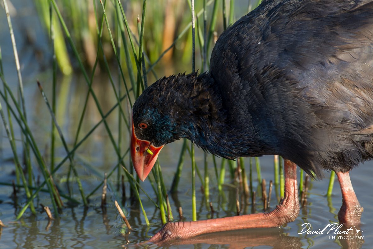 DPPhotography - Mallorca - Western swamphen - B.jpg - Western swamphen - s'Albufera, Mallorca