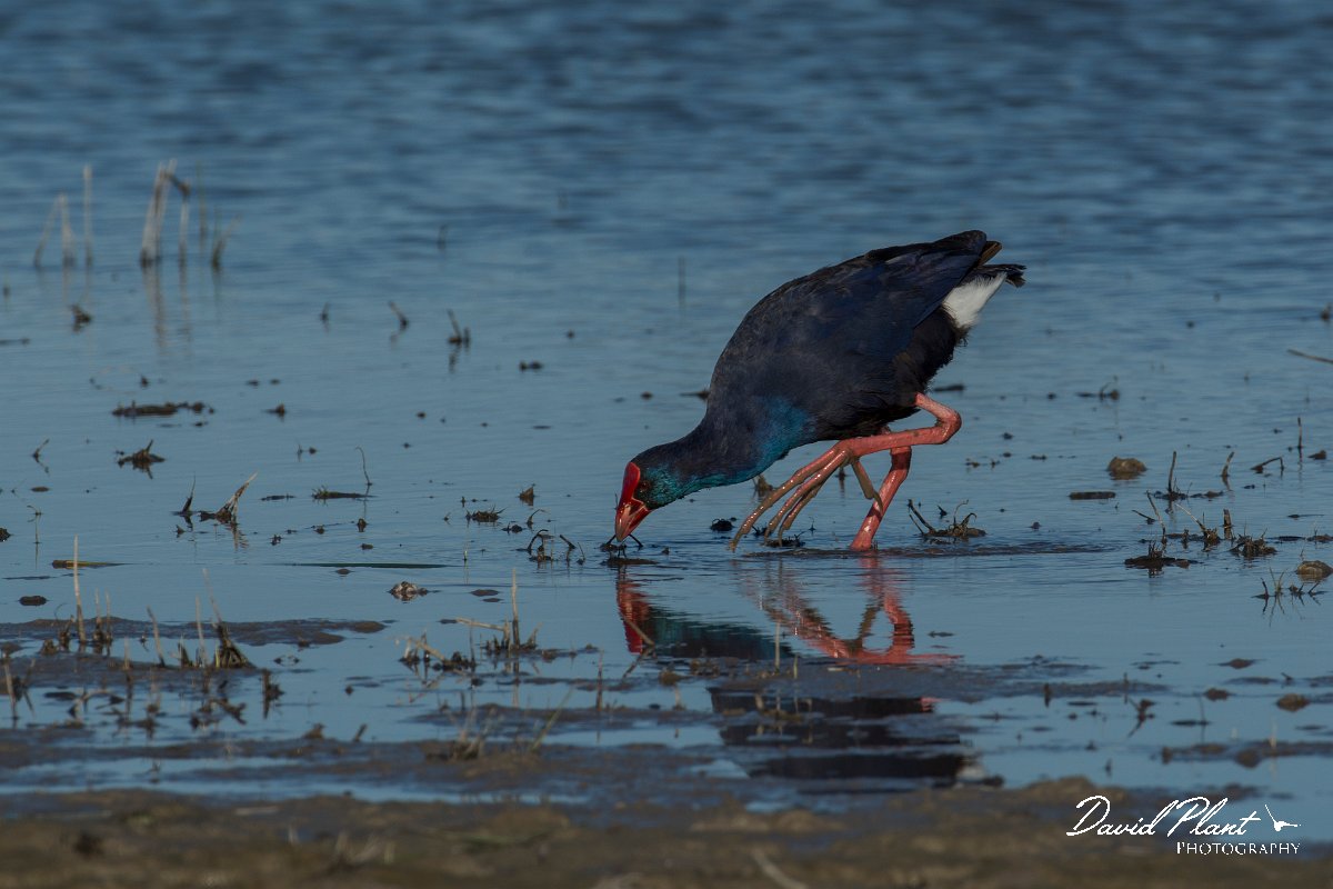DPPhotography - Mallorca - Western swamphen - C.jpg - Western swamphen - s'Albufera, Mallorca