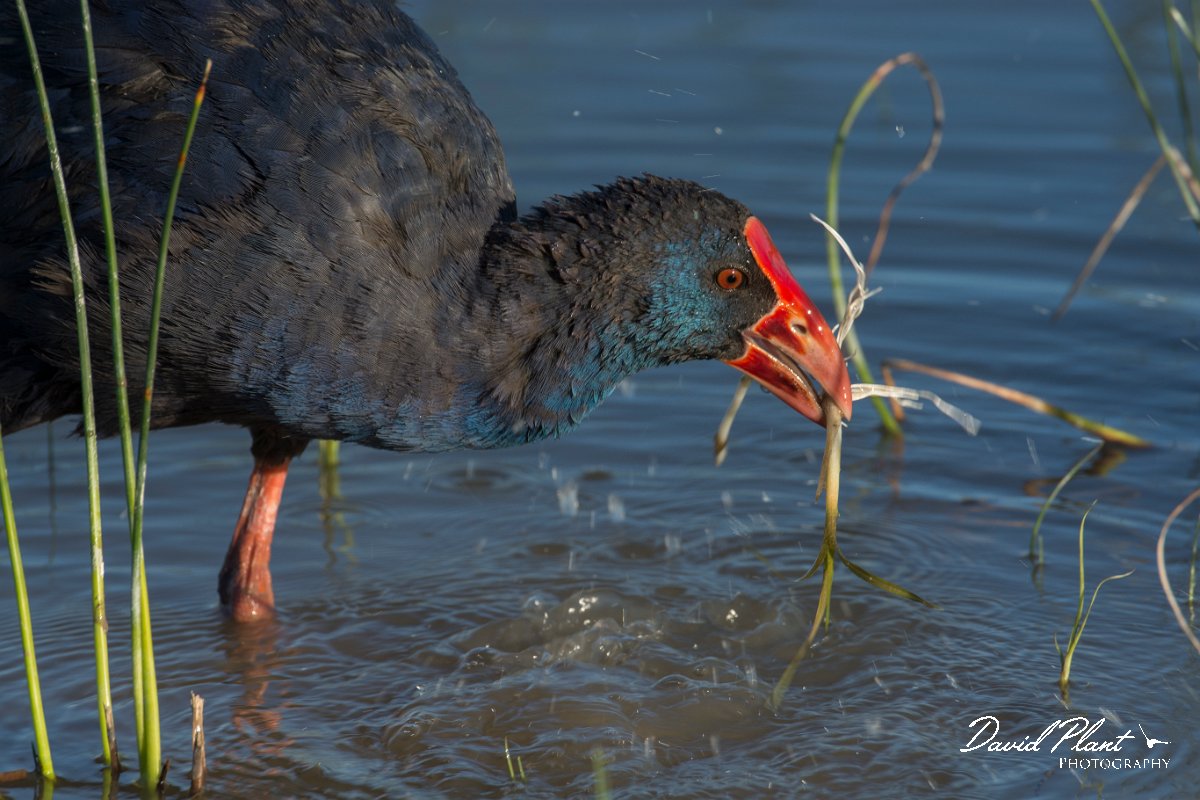 DPPhotography - Mallorca - Western swamphen - F.jpg - Western swamphen - s'Albufera, Mallorca