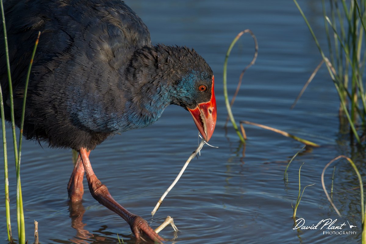 DPPhotography - Mallorca - Western swamphen - G.jpg - Western swamphen - s'Albufera, Mallorca