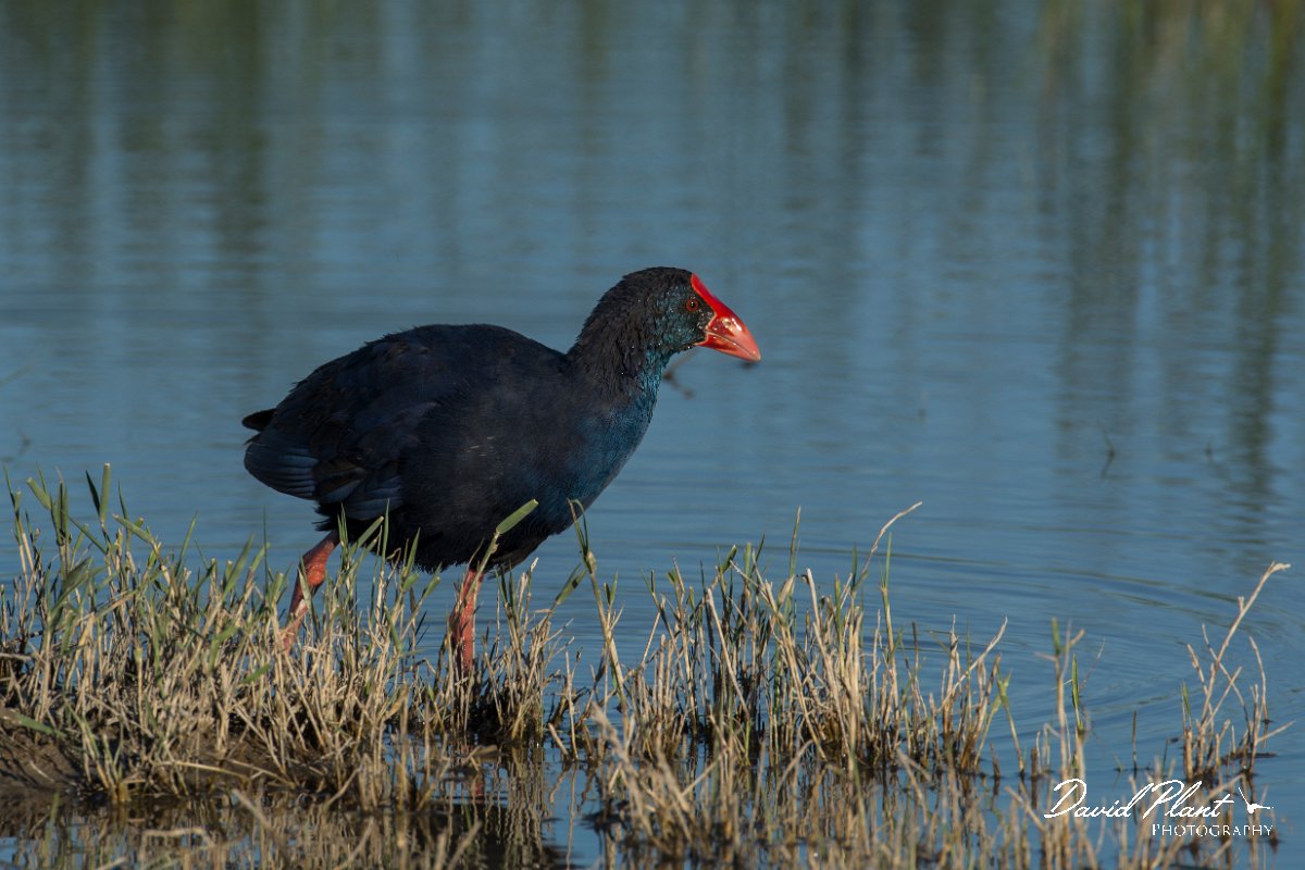 DPPhotography - Mallorca - Western swamphen - H.jpg - Western swamphen - s'Albufera, Mallorca