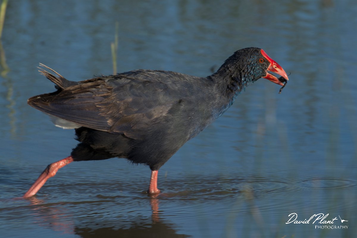 DPPhotography - Mallorca - Western swamphen - I.jpg - Western swamphen - s'Albufera, Mallorca