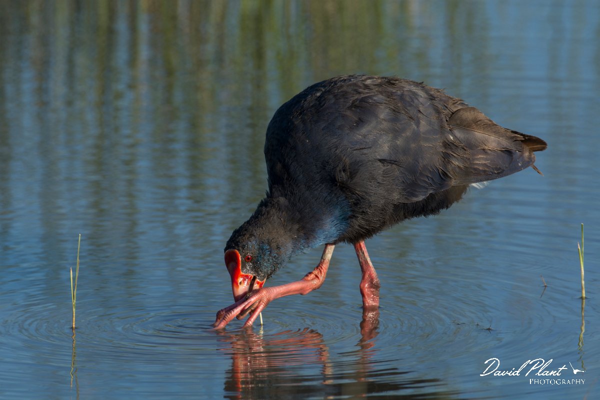 DPPhotography - Mallorca - Western swamphen - K.jpg - Western swamphen - s'Albufera, Mallorca