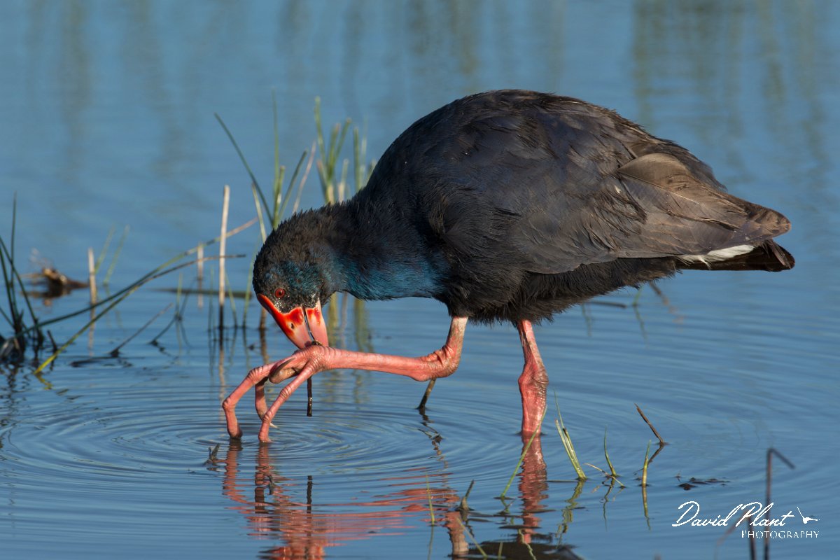 DPPhotography - Mallorca - Western swamphen - M.jpg - Western swamphen - s'Albufera, Mallorca