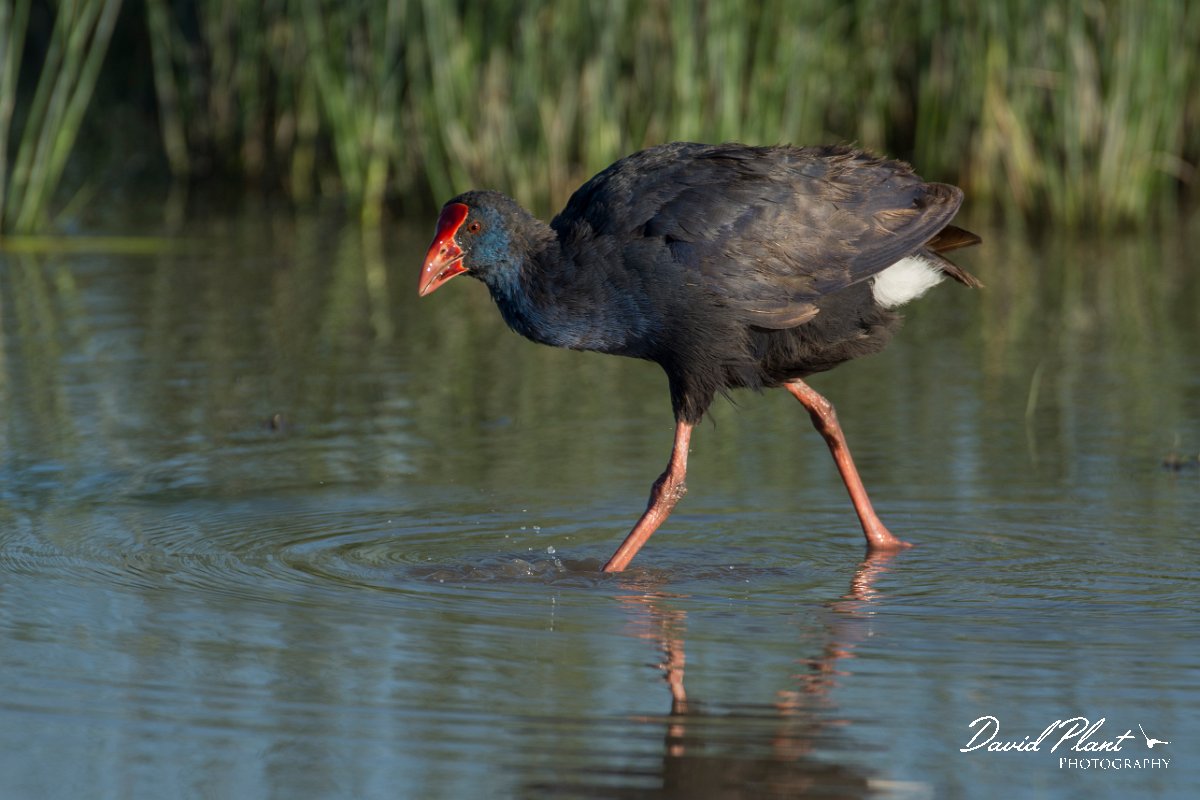 DPPhotography - Mallorca - Western swamphen - N.jpg - Western swamphen - s'Albufera, Mallorca