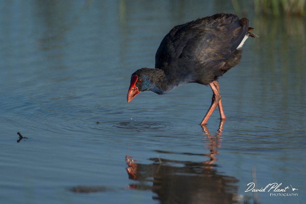 DPPhotography - Mallorca - Western swamphen - O.jpg - Western swamphen - s'Albufera, Mallorca