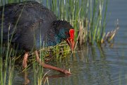 DPPhotography - Mallorca - Western swamphen - A
