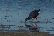 DPPhotography - Mallorca - Western swamphen - C