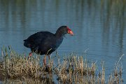 DPPhotography - Mallorca - Western swamphen - H